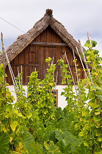马 提拉建筑物屋顶建筑茅草房子植物学区系花园房屋绿色背景图片