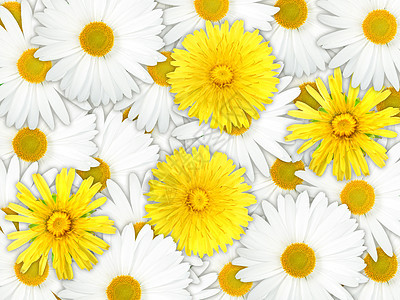 黄花和白花的背景图片