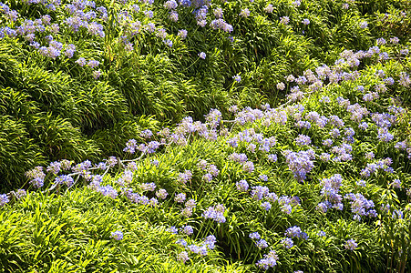 马 提拉树木棕榈花朵热带公园花园植物学绿色花语植物图片