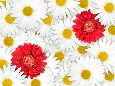 红花和白花的背景图片