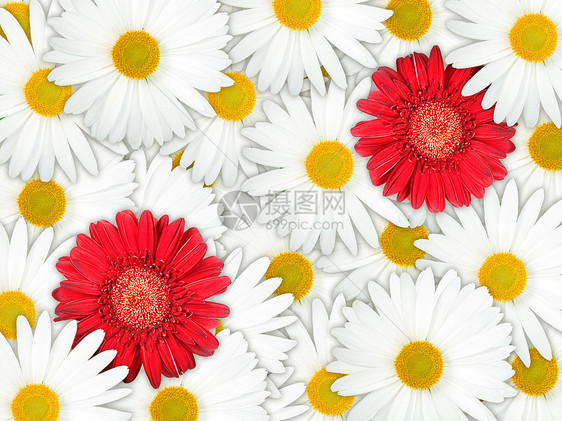 红花和白花的背景图片