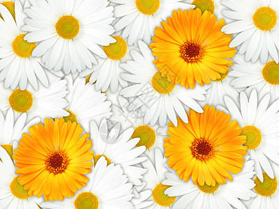 橙色花和白花的背景图片