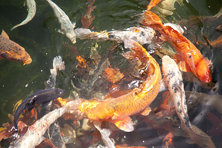 马 提拉金鱼池塘锦鲤橙子鲤鱼水池图片