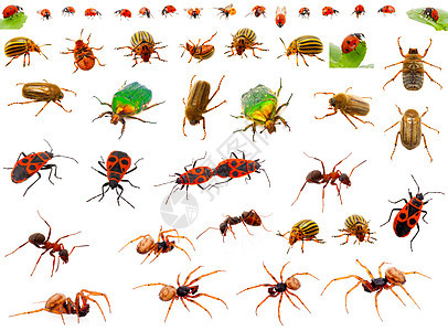 昆虫 蟑螂 可能虫 公鸡切除器 蚂蚁 蜘蛛 萤火虫和图片