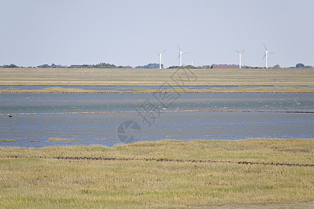 惯者编码泥滩潮汐地海岸图片