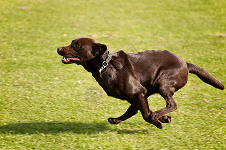 狗速度跑道会议宠物小狗赛车猎犬训练比赛竞赛图片