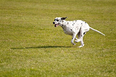 狗比赛秀场运动猎犬小狗展示动物跑道舞步马术图片