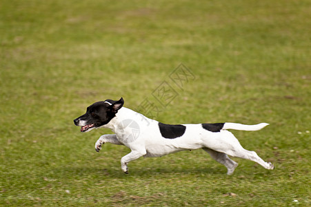 狗展示比赛秀场会议跑步赛车宠物马术学校猎犬图片