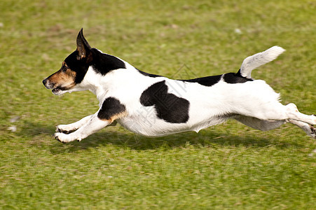 狗宠物赛车竞赛秀场跑步比赛运动展示舞步学校图片