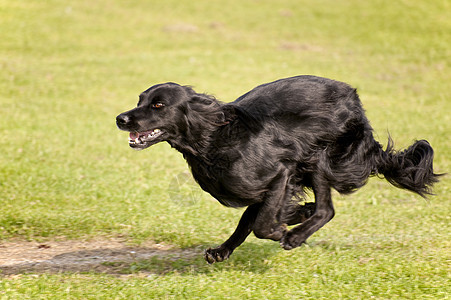 狗比赛马术动物赛跑训练小狗运动会议赛车舞步图片