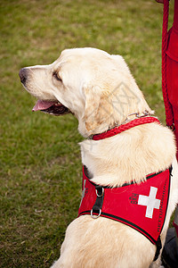 狗宠物会议救援竞赛收容所舞步学校展示庇护所小狗图片