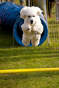 狗猎犬贵宾赛跑比赛赛车运动秀场学校宠物训练图片