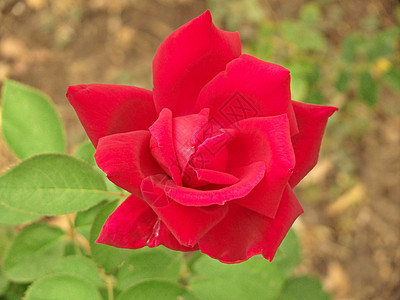 红玫瑰叶子浪漫植物感情纪念日花园花瓣植物群绿色红色图片