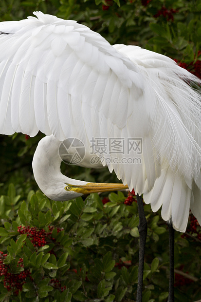 大Egret 翅膀打开图片
