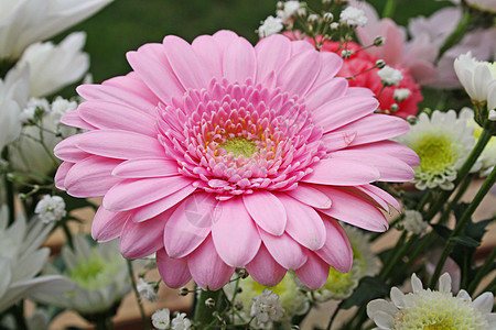 粉粉色梅花花宏观植物花瓣格柏礼物紫色雏菊植物群季节美丽图片