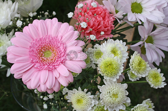 花朵宏观花瓣美丽甘菊礼物植物展示植物群季节紫色图片