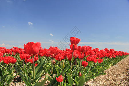 字段上的红色郁金香植物群花束概念天空绿色蓝色生长灯泡场地宏观图片