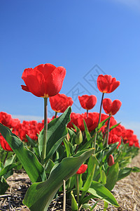 字段上的红色郁金香阳光概念蓝色灯泡生长天空季节性绿色宏观花束图片