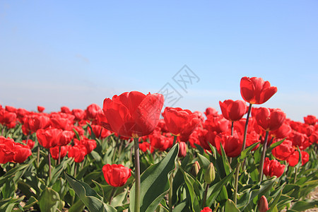 字段上的红色郁金香季节性灯泡绿色宏观天空蓝色花束生长植物群阳光图片