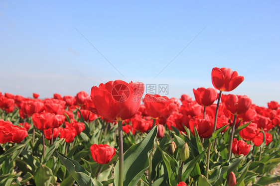 字段上的红色郁金香季节性灯泡绿色宏观天空蓝色花束生长植物群阳光图片