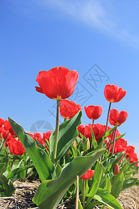 字段上的红色郁金香蓝色季节性生长灯泡花束宏观概念绿色场地植物群图片