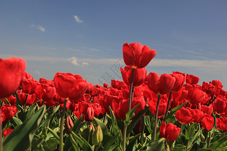 字段上的红色郁金香概念场地蓝色阳光花束生长灯泡宏观季节性天空图片
