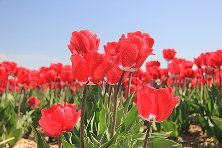 字段上的红色郁金香灯泡场地生长蓝色宏观植物群阳光概念花束绿色图片