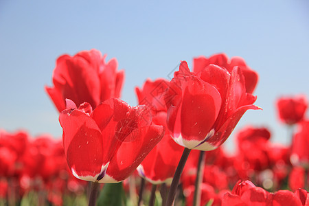 字段上的红色郁金香花束场地绿色植物群概念蓝色宏观生长阳光季节性图片