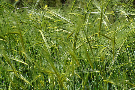 春季在绿草原上野生种植谷物环境燕麦耳朵阳光照射生长场地荒野植被草地宏观图片
