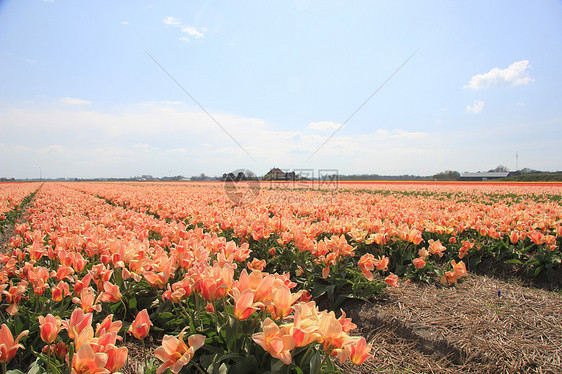 田野上的粉红色黄色郁金香季节性花束植物群灯泡生长场地阳光概念宏观粉色图片