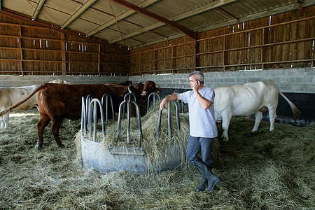 农夫和奶牛在谷仓里图片