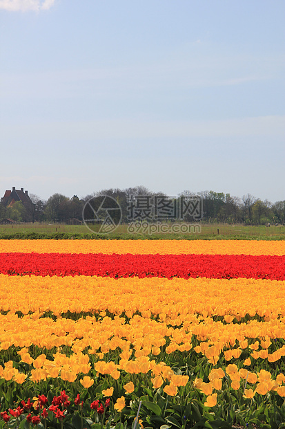 字段上的黄色和红色郁金香宏观植物群季节性生长花束灯泡阳光概念绿色场地图片