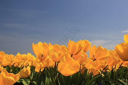 字段中的黄色郁金香蓝色场地绿色季节性阳光天空生长植物群宏观概念图片