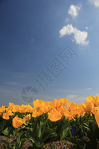 字段中的黄色郁金香季节性绿色生长场地蓝色阳光宏观概念天空花束图片