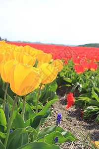 字段上的黄色和红色郁金香植物群季节性宏观生长场地灯泡阳光绿色花束概念图片