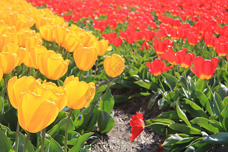 字段上的黄色和红色郁金香灯泡植物群概念季节性阳光宏观场地生长花束绿色图片