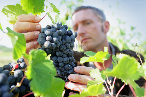 男人采摘葡萄酒厂葡萄园藤蔓树叶栽培农村工人水果收获农业图片