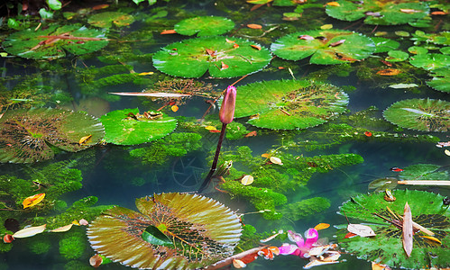 池塘中的石膏环境青蛙绿色溪流百合花园沼泽荷叶背景图片