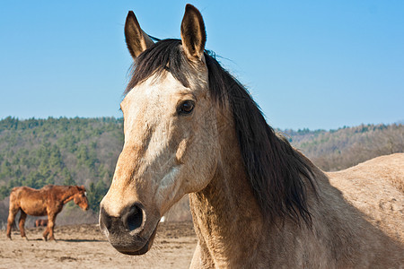 马匹天空马术骑马动物蓝色骑术鬃毛图片