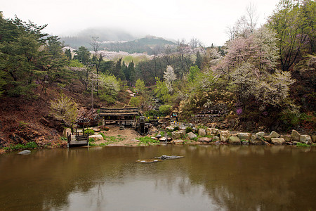 韩国山边河边樱花开花图片