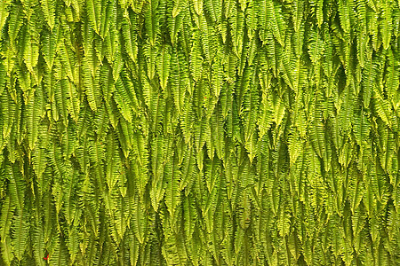 Fern背景杂草衬套植物群叶子花园栅栏地毯草本植物墙纸生态图片