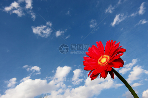 格柏植物群花粉紫丁香天空叶子蓝色雏菊太阳花瓣花店图片