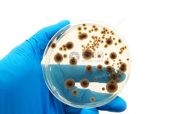 甲状腺板上的微生物图片