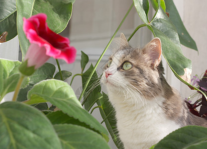 花叶附近的猫浣熊灰色叶子房子猫科动物绿色晶须衬套哺乳动物草本植物图片