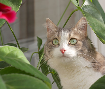 花叶附近的猫绿色房子场景猫科动物草本植物衬套浣熊灰色宠物鼻子图片