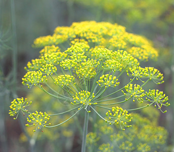 花园里有洞绿色草本植物园艺种子黄色季节茴香草本植物植物学图片