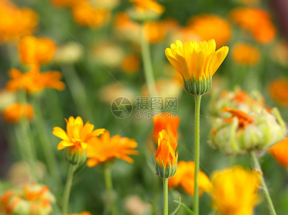 花园中的黄花下摆黄色花瓣生活眉头红色雏菊植物摄影边缘图片