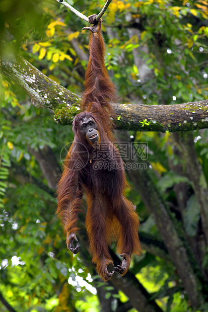 婆罗洲奥兰古人橙子丛林荒野猩猩灵长类雨林动物濒危俘虏原始人图片