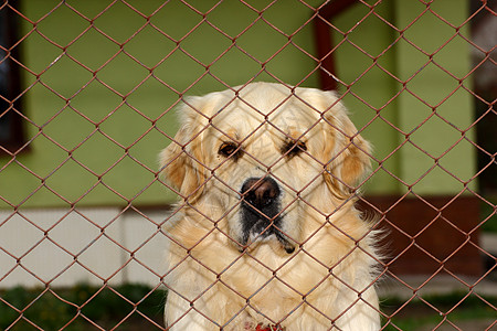 悲伤狗犬类主题栏杆毛皮栅栏警卫哺乳动物动物小狗家畜图片