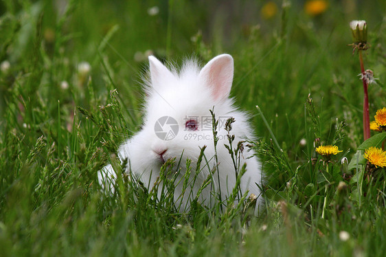 绿草中的矮白兔图片
